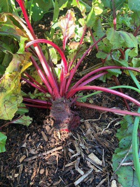 Rats can destroy your beetroot crops overnight