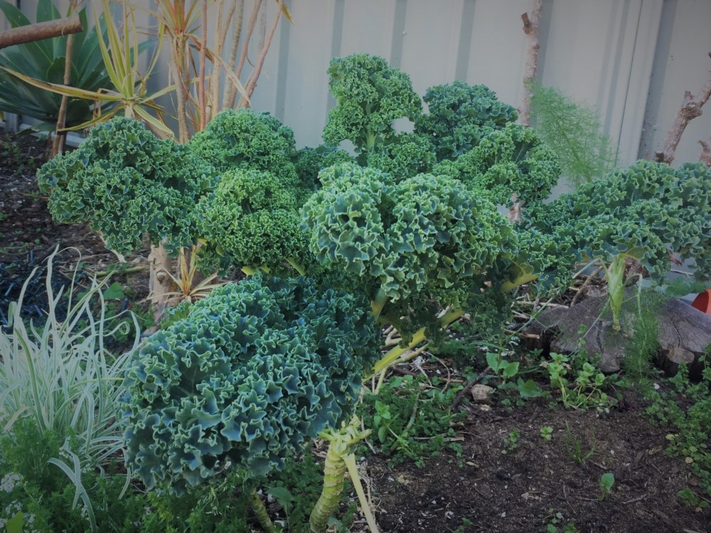 Curly Kale