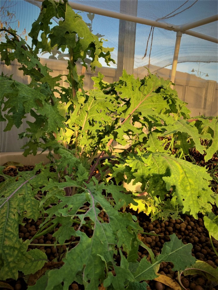 Red Russian Kale grown in the aquaponics