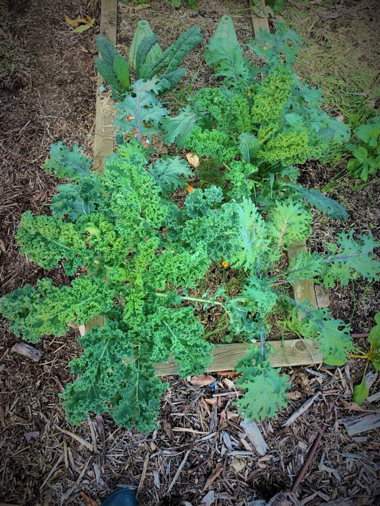 Red russian, black tuscan and curly kale growing together
