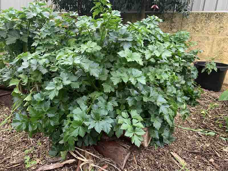 Giant-prague-celeriac-growing-well-