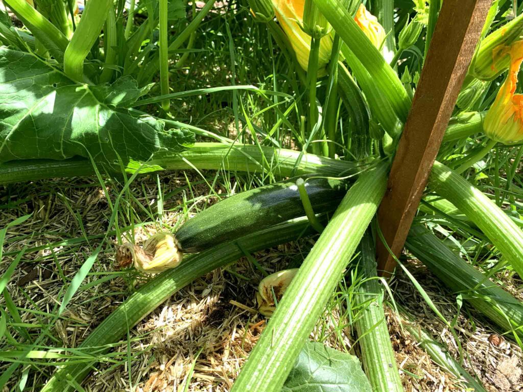 Black Beauty Zucchini