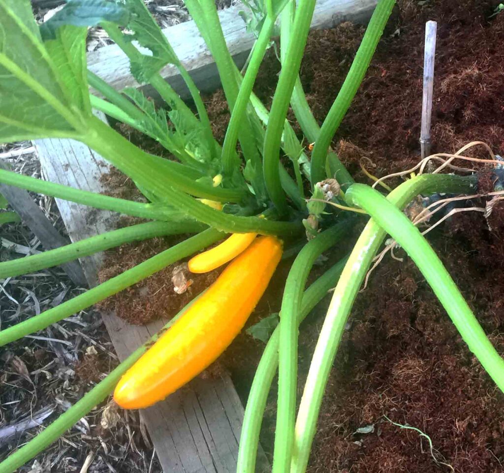 Gold Rush Zucchini