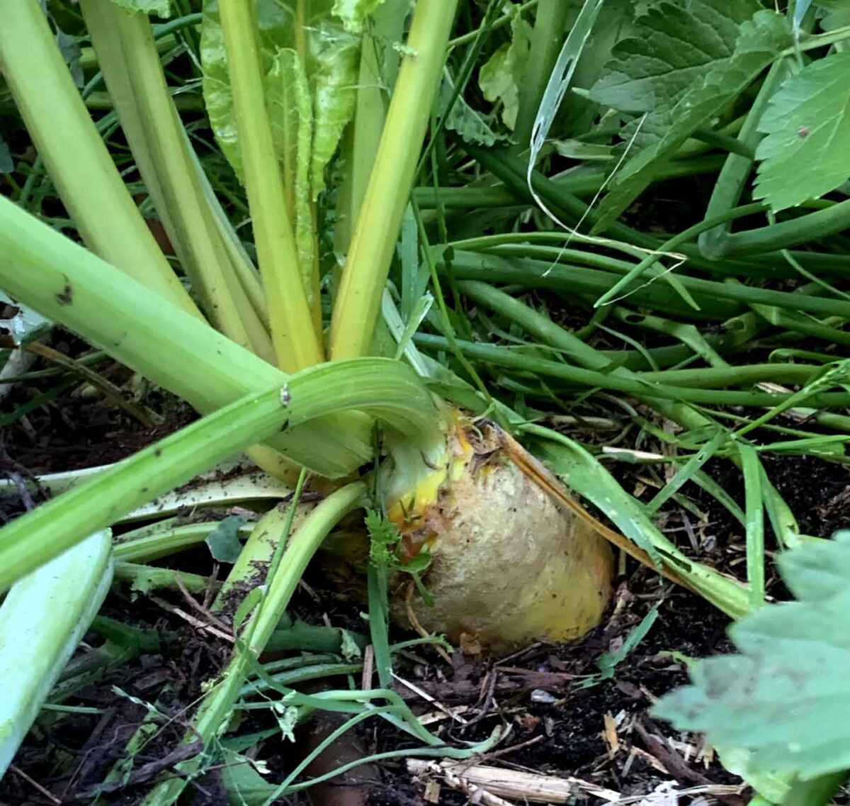 How to Grow Mangel Wurzel in Western Australia - Backyard Gardening ...