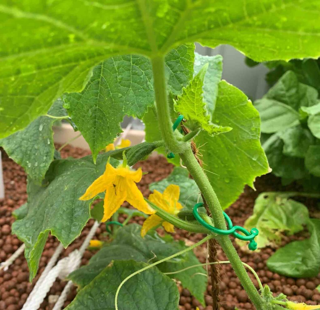 Cucumbers grown in the aquaponics