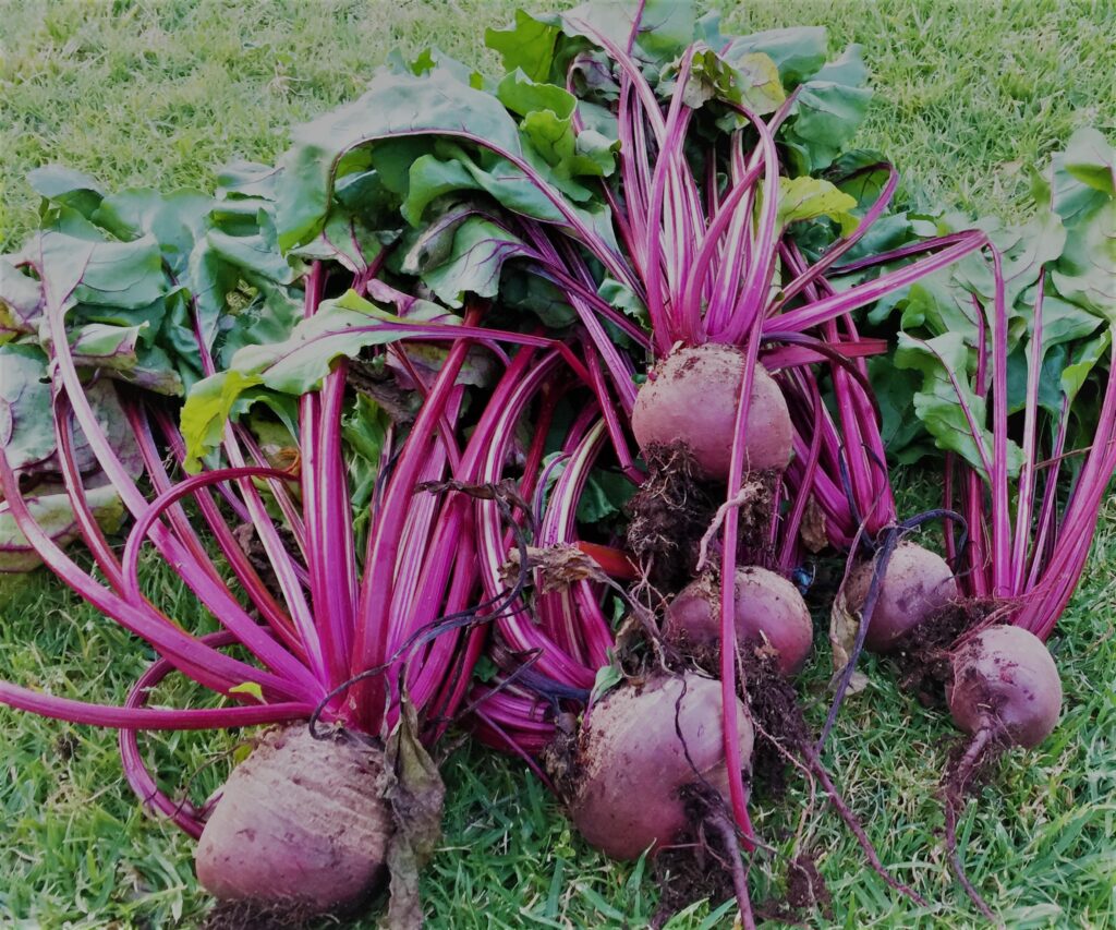 Fresh beetroot ready for pickling