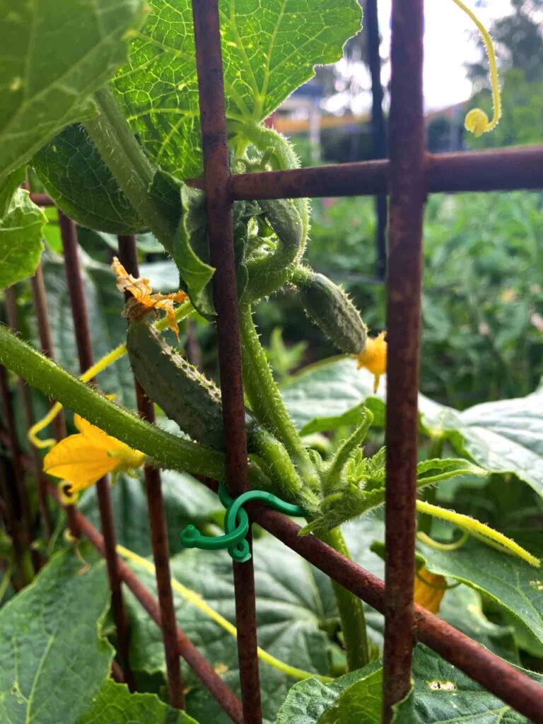 National pickling cucumber grown on a trellis