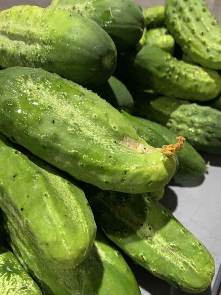 National pickling cucumbers ready for pickling