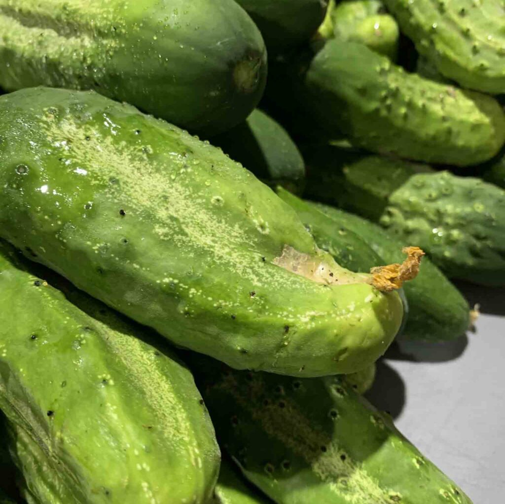 National pickling cucumbers ready for pickling