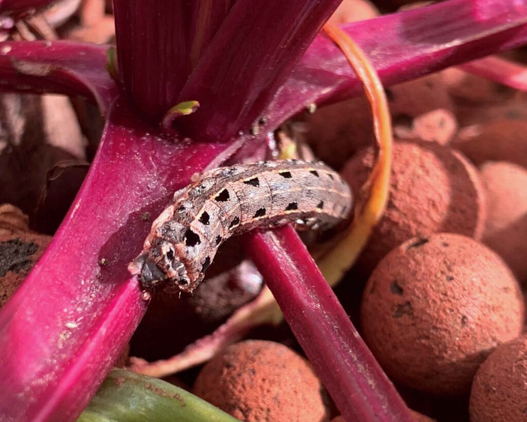 A caterpillar eating a beetroot leaf