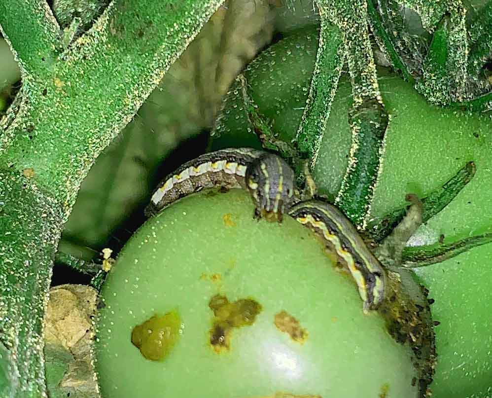 Caterpillars eating a tomato