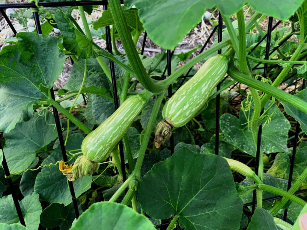 Butternut pumpkins grown on a trellis