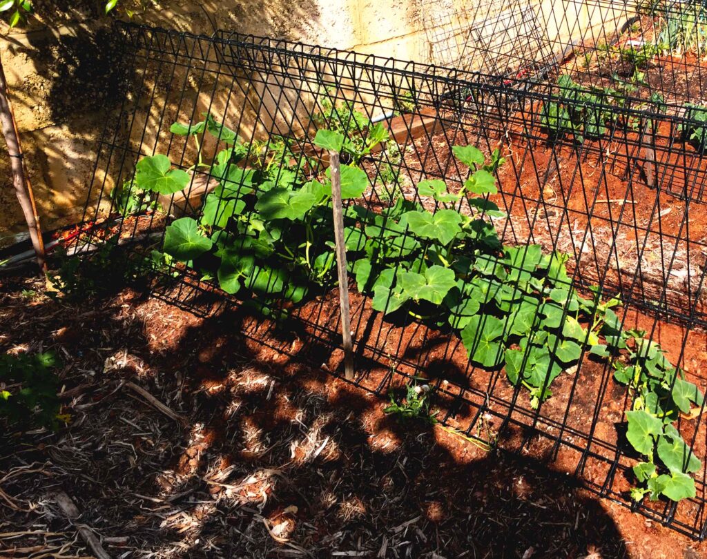 Growing pumpkin vertically is good way to save space