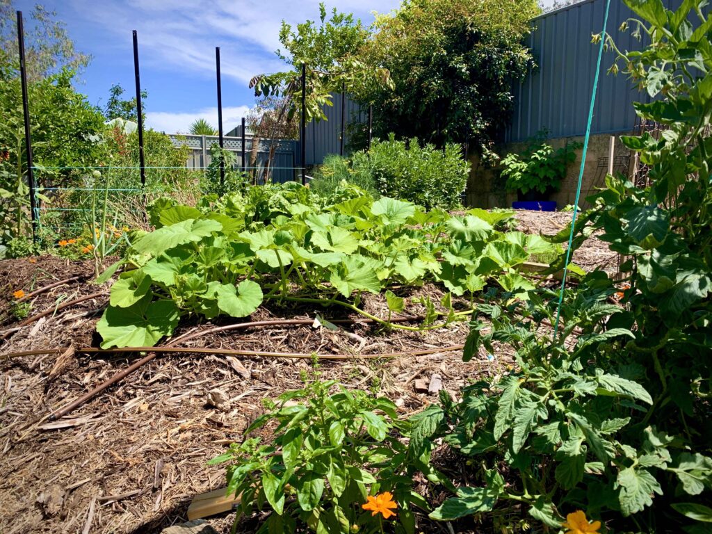 Pumpkin vines need room to run