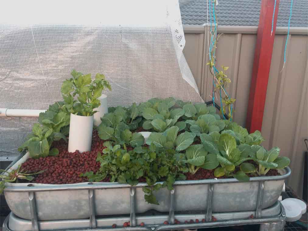 Brassica's are one of favourite things to grow in the aquaponics