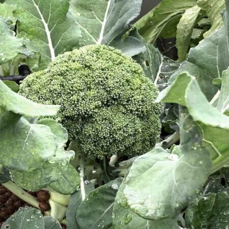 Broccoli grown in the aquaponics