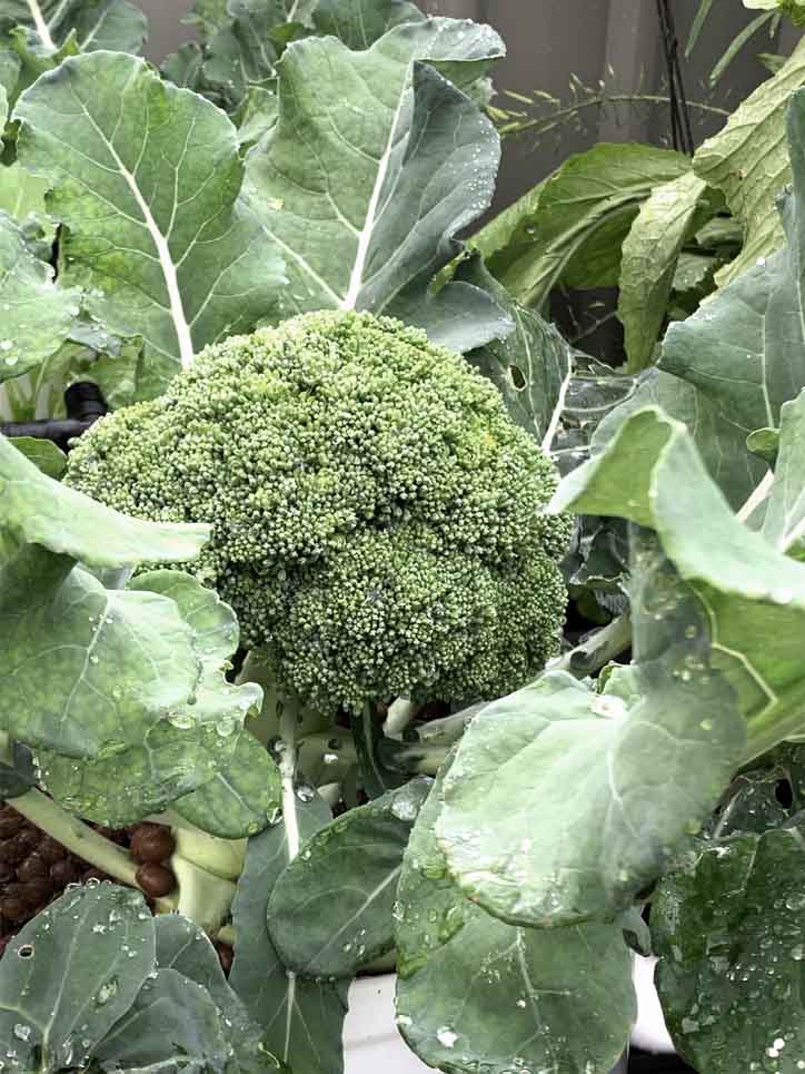 Broccoli grown in the aquaponics