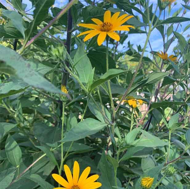 Jerusalem Artichoke flowers