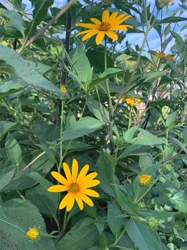 Jerusalem Artichoke flowers