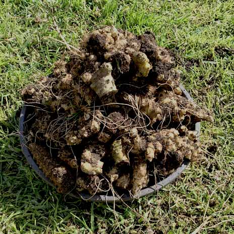 Jerusalem Artichokes Tubers