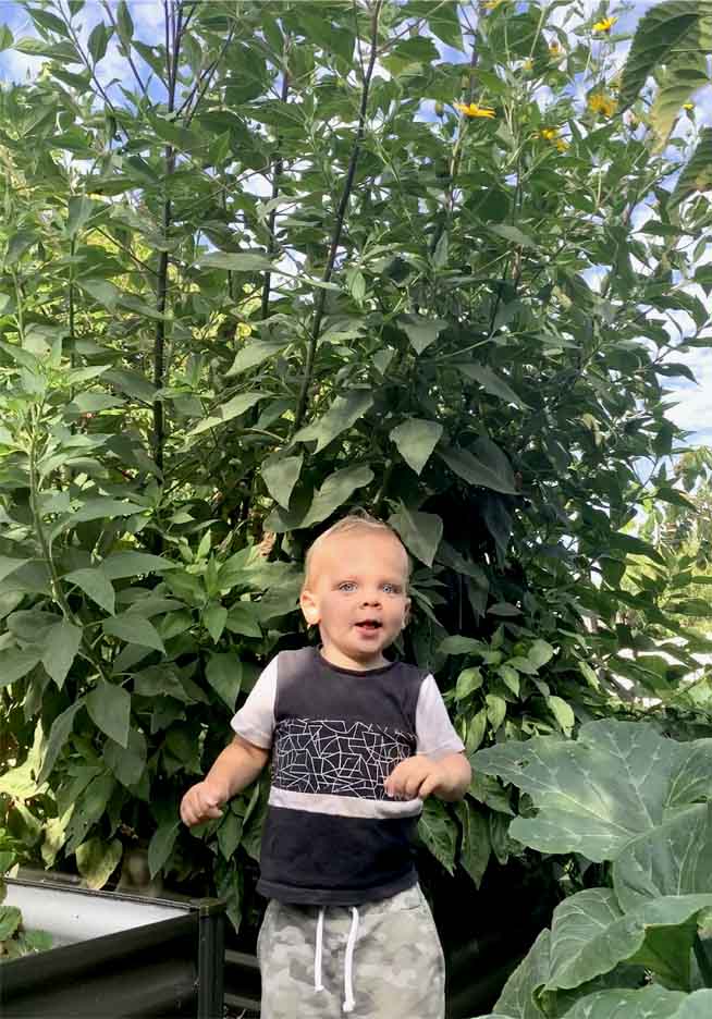 Jerusalem Artichokes grow tall, these are over 2 metres tall