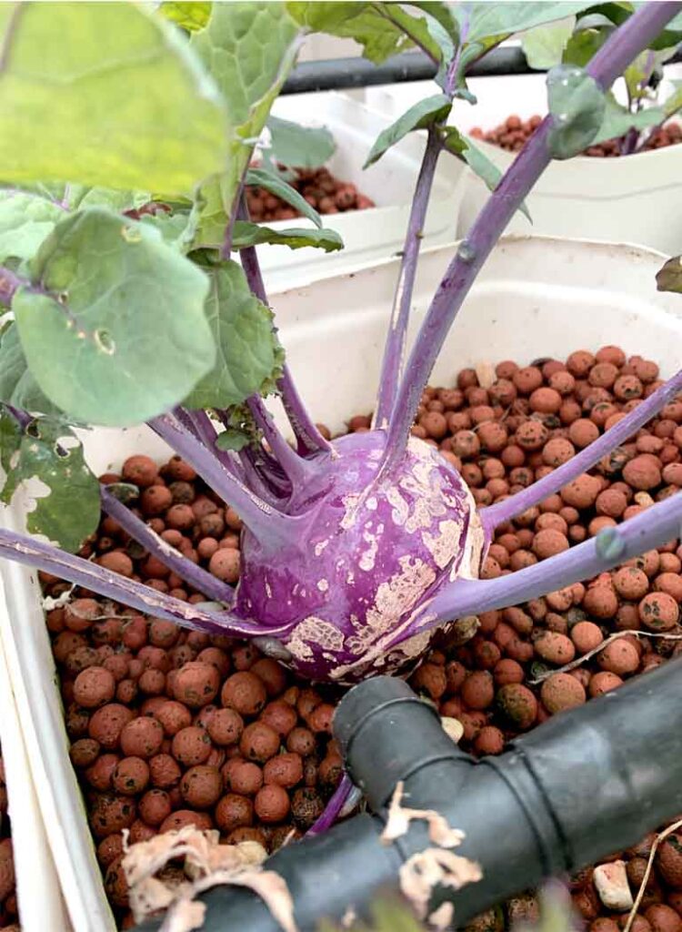 Kohlrabi grown in the Aquaponics