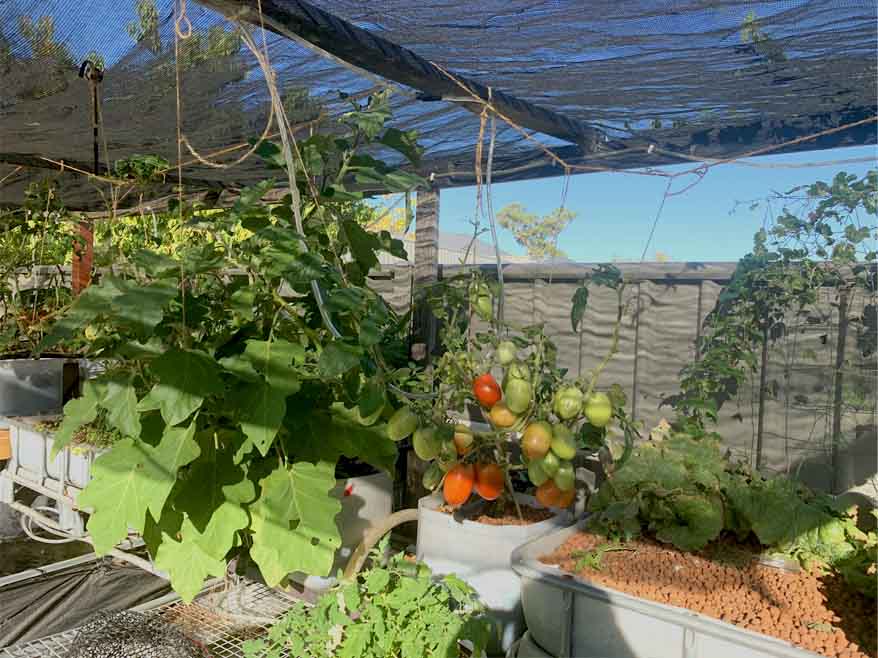 Plants thrive in the Aquaponics