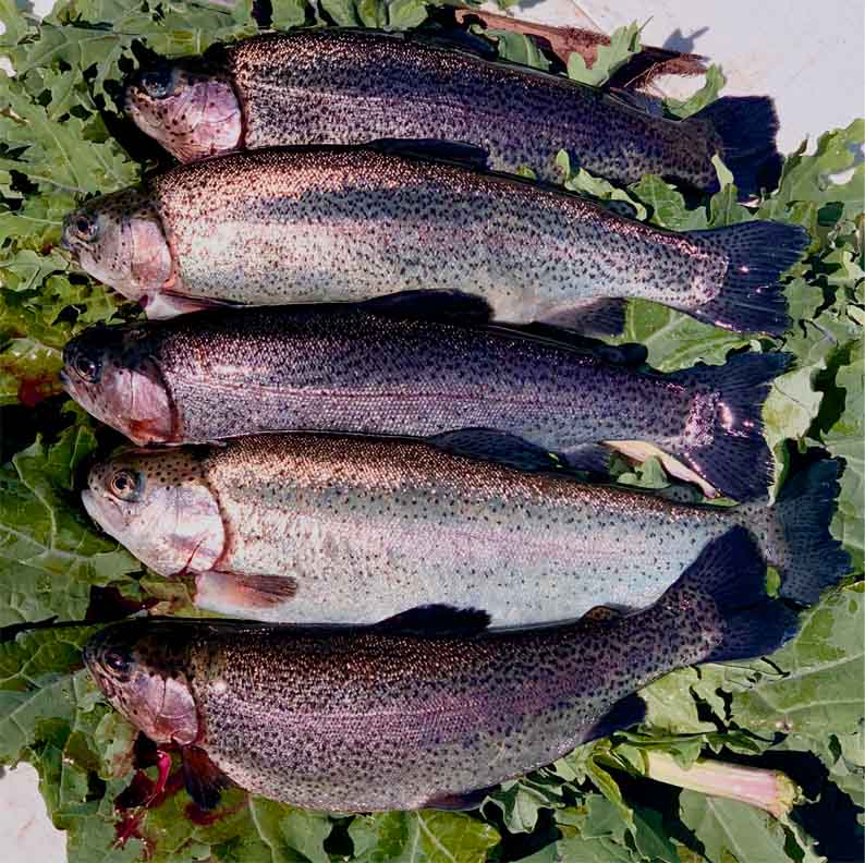 Rainbow trout grown in the Aquaponics