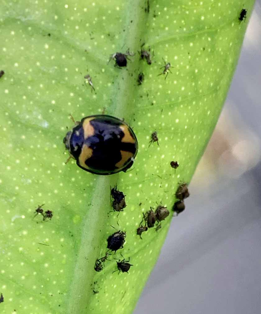 A Lady Bird eating Aphids