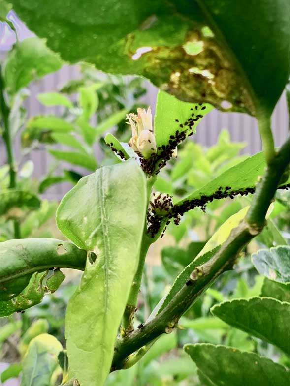 Aphids can do a lot of damage to a citrus tree