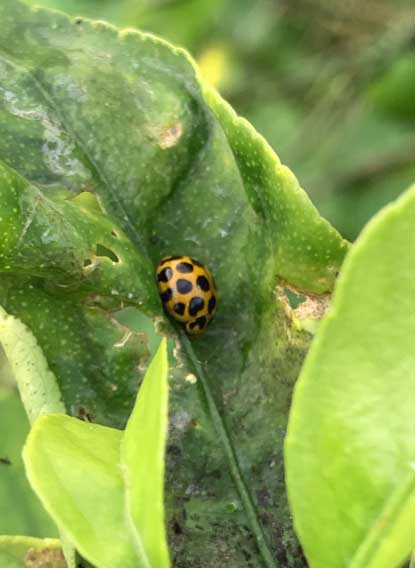 Encouraging lady birds into your backyard will help you control your aphids