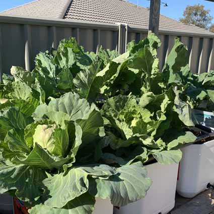 Aquaponics