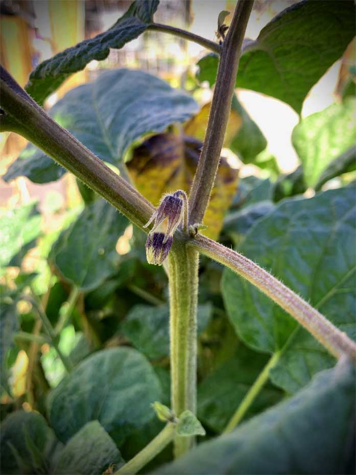 Cape gooseberry are self pollinated like tomatoes