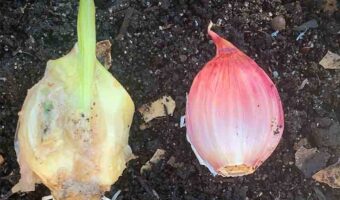 Garlic cloves need to plant flat side down and pointy side up