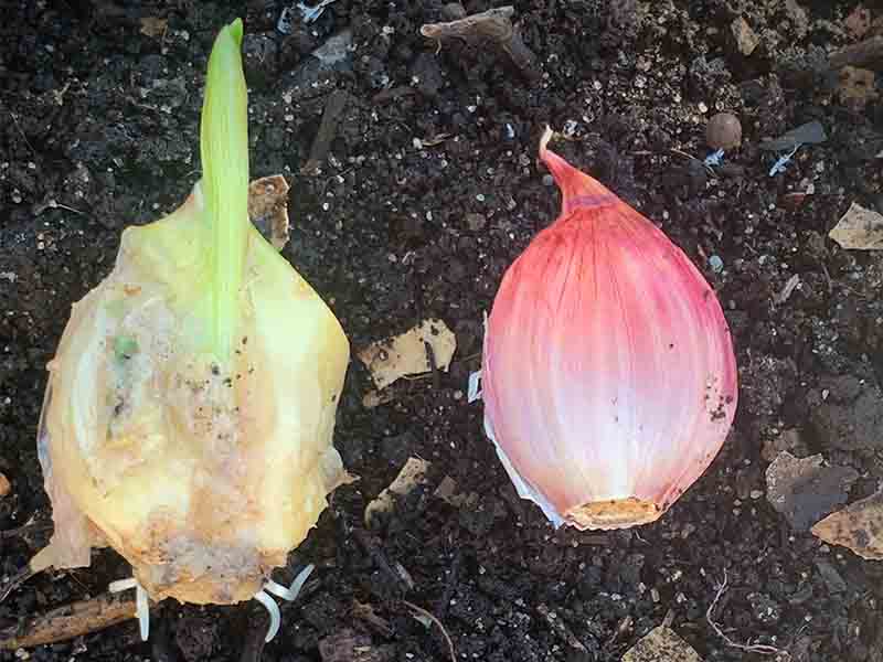 Garlic cloves need to plant flat side down and pointy side up