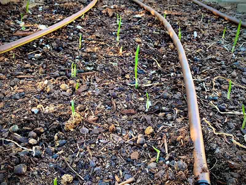 Garlic will sprout in between 1-2 weeks