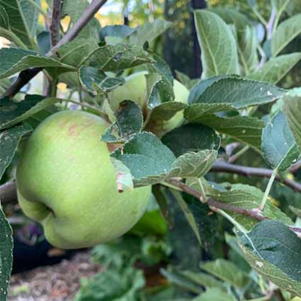 How to Grow Fruit Plants