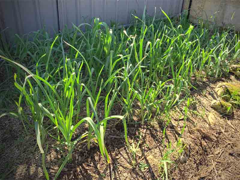 Once garlic is growing it require very little maintenance