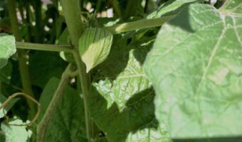 The cape gooseberry fruit is hidden behind the cape. Once the cape dries out the fruit is ready