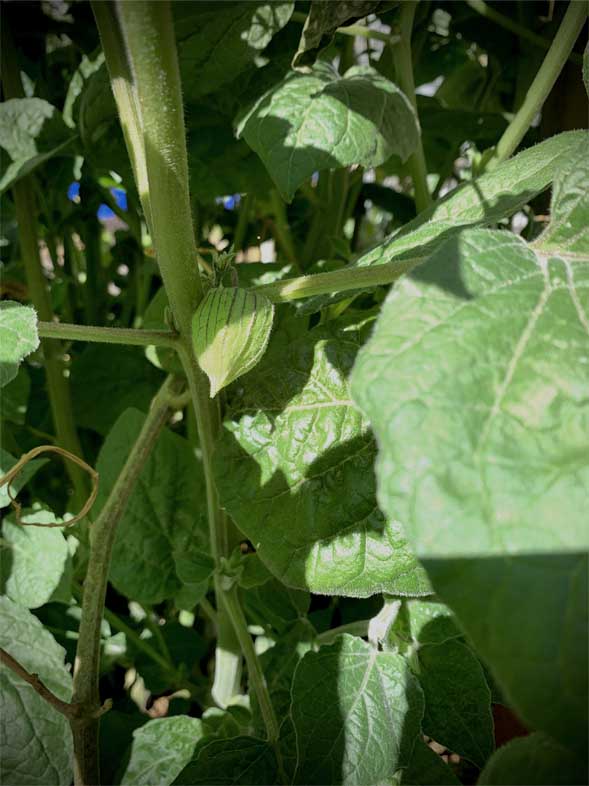 The cape gooseberry fruit is hidden behind the cape. Once the cape dries out the fruit is ready