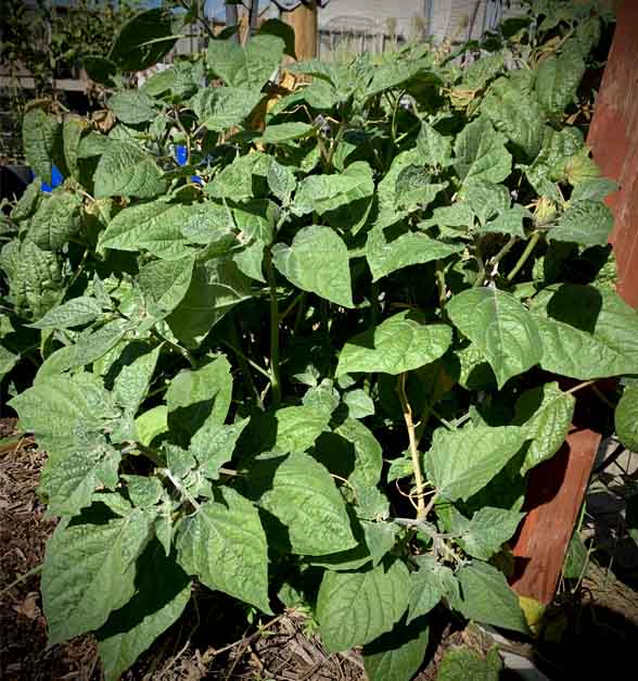 The cape gooseberry is very hardy and easy plant to grow