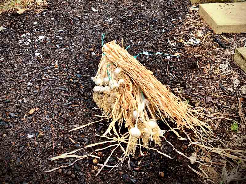 This garlic has been cured by drying it for long term storage