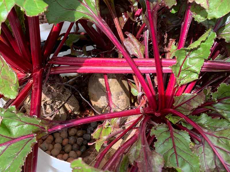Freshly grown beetroot from the aquaponics