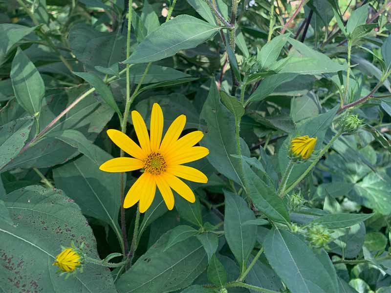 Jerusalem artichokes are no eaten for the flower but there tubersJerusalem artichokes are no eaten for the flower but there tubers