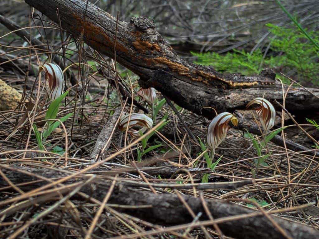 A group of red-veined shell orchid amongst the she-oaks