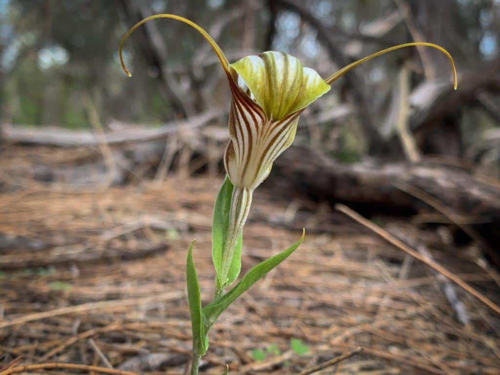 Pterostylis Hamiltoni at Yilliminning Rock