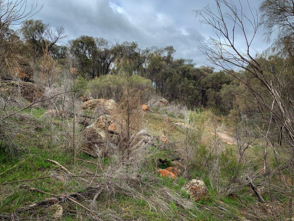 The woodlands which surround the base of the Yilliminning Rock