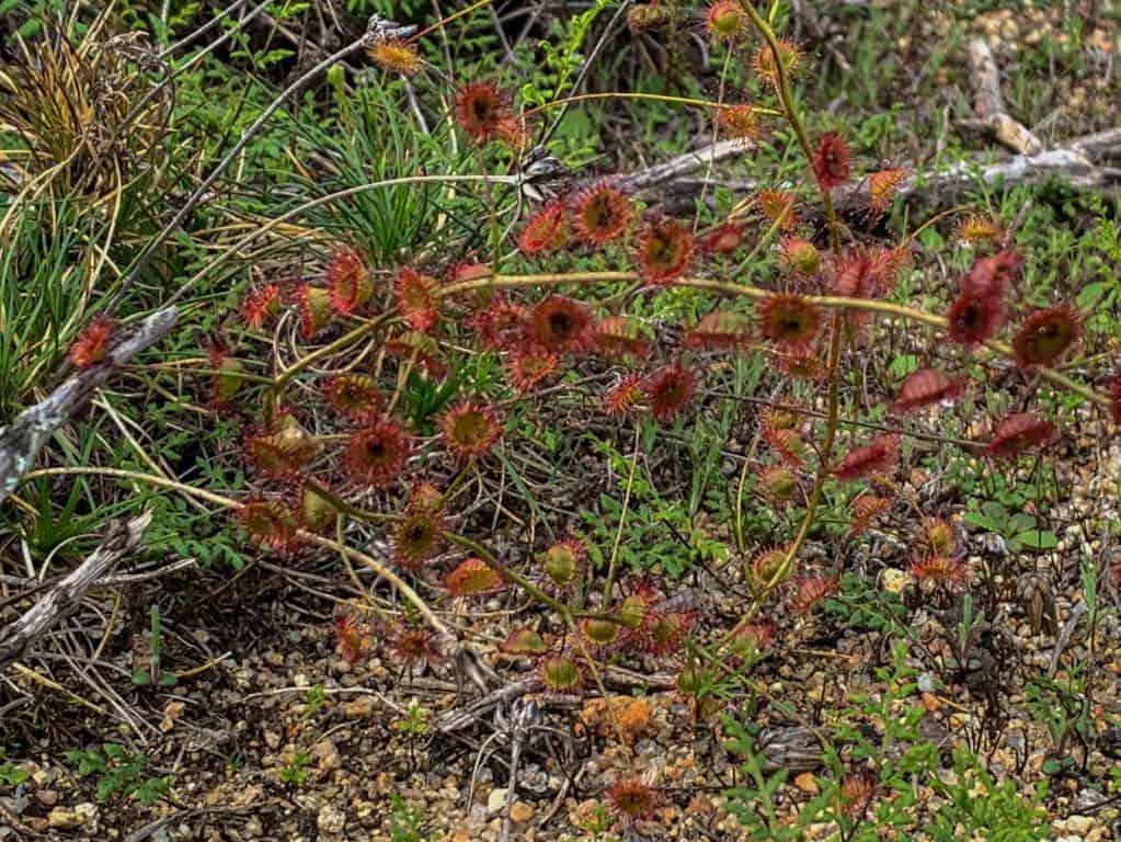 There are many carnivorous plants a Yilliminning Rock like this Sundew