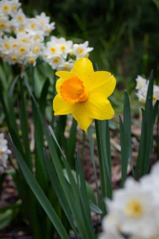 Daffodils are some of the other flowering bulbs you can see