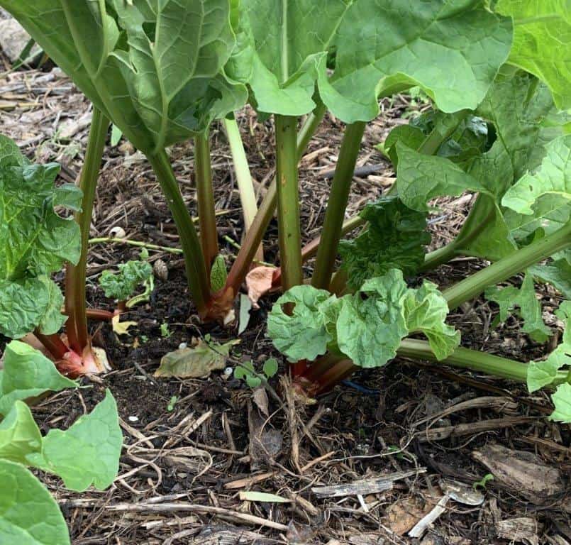 Rhubarb is easy to grow and we always have plenty of it to use